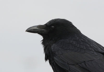 Zwarte Kraai / Carrion Crow / Corvus corone
