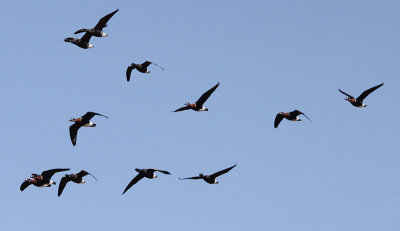 Roodhalsgans / Red-breasted Goose / Branta ruficollis