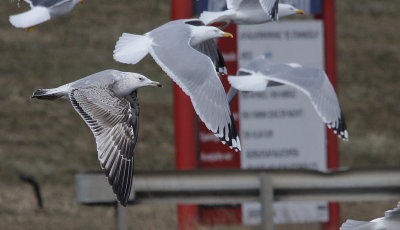 Pontische Meeuw / Caspian Gull / Larus cachinnans