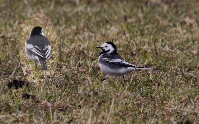 Rouwkwikstaart / Pied Wagtail / Motacilla yarrellii