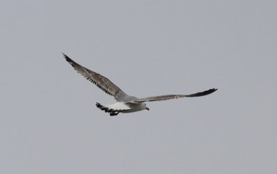 Pontische Meeuw / Caspian Gull / Larus cachinnans