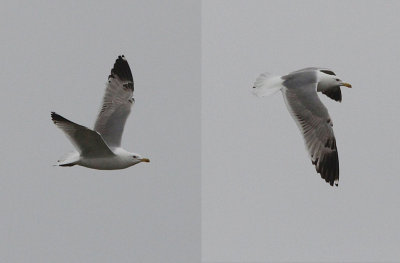 Geelpootmeeuw / Yellow-legged Gull / Larus michahellis