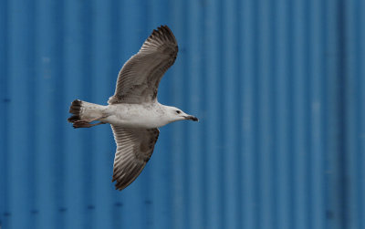 Pontische Meeuw / Caspian Gull / Larus cachinnans