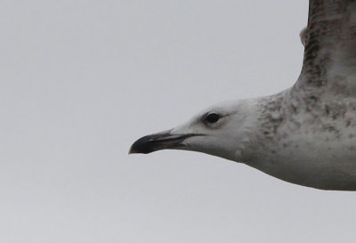 Pontische Meeuw / Caspian Gull / Larus cachinnans