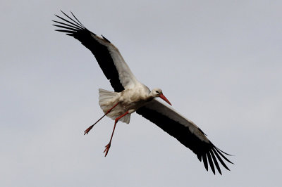Ooievaar / White Stork / Ciconia ciconia