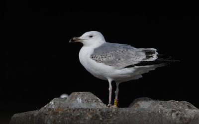 Pontische Meeuw / Caspian Gull / Larus cachinnans