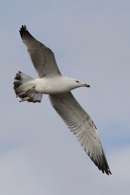 Pontische Meeuw / Caspian Gull / Larus cachinnans