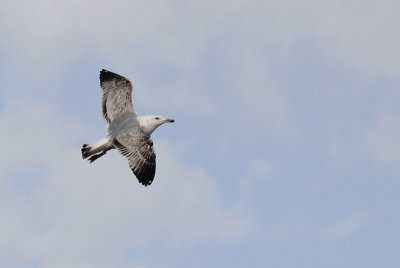 Pontische Meeuw / Caspian Gull / Larus cachinnans