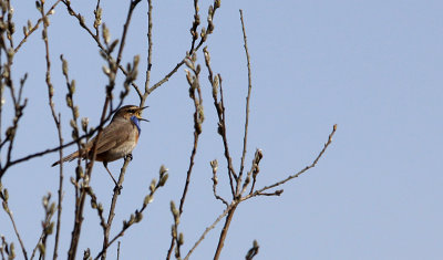 Blauwborst / Bluethroat / Luscinia svecica