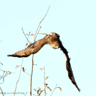 louisiana_winter_birds_2013