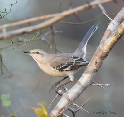 Northern Mockingbird