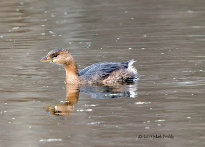louisiana_winter_birds_2013