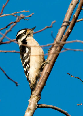 redbellied_and_hairy_woodpeckers