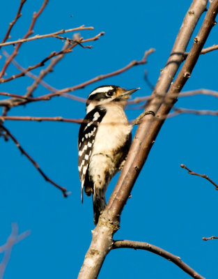 Hairy Woodpecker
