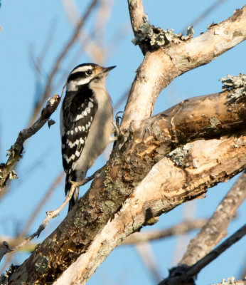 Hairy Woodpecker