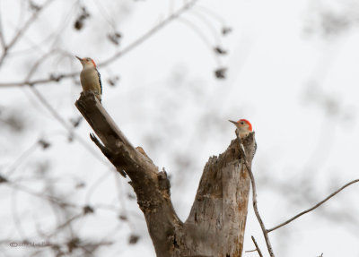 Red-bellied Woodpecker