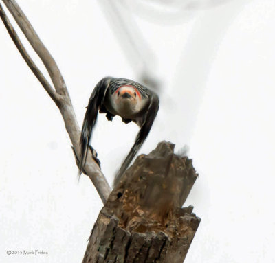Red-bellied Woodpecker