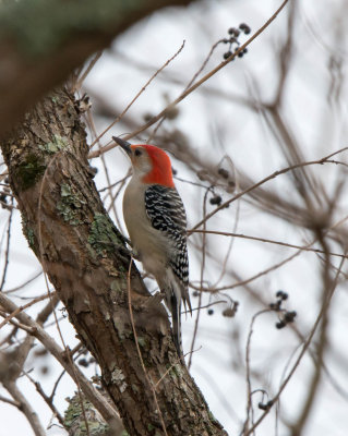 Red-bellied Woodpecker