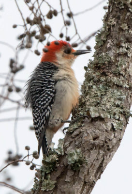 redbellied_and_hairy_woodpeckers