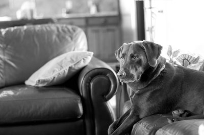 My dog Coco
