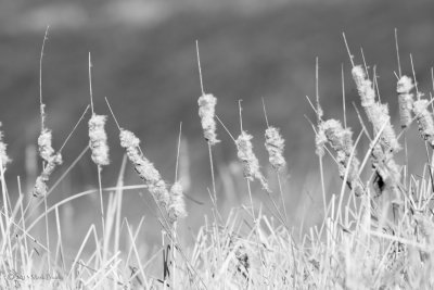 Winter Cattails