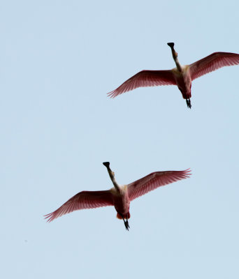 Cameron Prairie National Wildlife Refuge