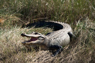 Cameron Prairie National Wildlife Refuge