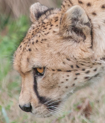Cheetah-on-the-Prowl.jpg