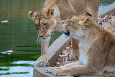 Lionesses.jpg