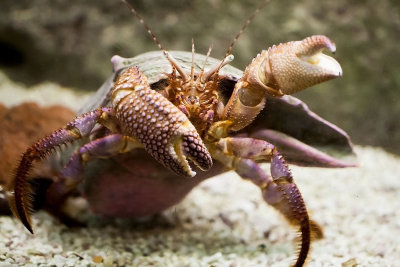 Hermit-crab.jpg