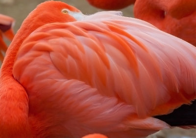 single-flamingo.jpg