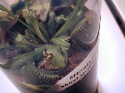 venus fly trap with fly 2 034.jpg