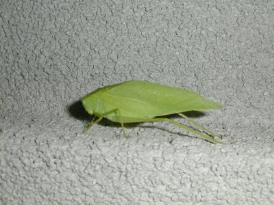 green bug  2 047.jpg
