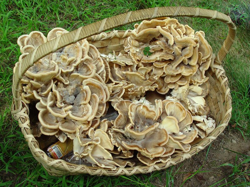 Meripilus giganteus in giant basket.jpg