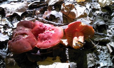 Hygrocybe punicea.jpg