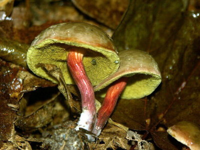 Boletus chrysenteron 08270056.jpg