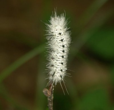 Catepillar 08270039.jpg