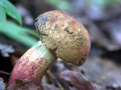 Boletus bicolor hypomycized 08270090.jpg