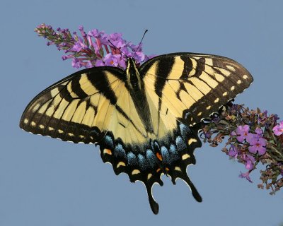 Tiger Swallowtail (female 2006)