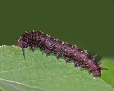 Pipevine Seallowtail Caterpillar