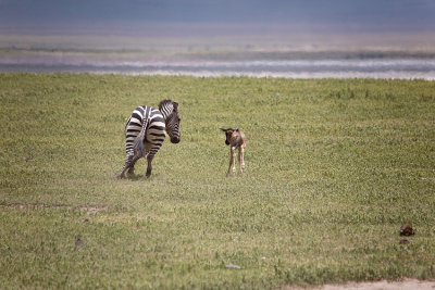 Zebra chasing away Wildebeest calf