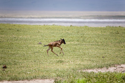 A lost Wildebeest calf