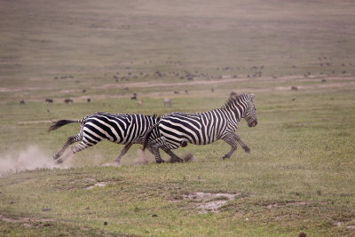 Zebras cavorting 