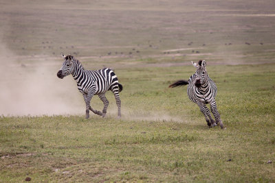 Zebras cavorting 