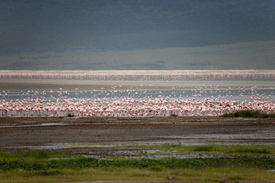 Thousands of Flamingos