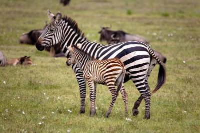 Zebra Foal