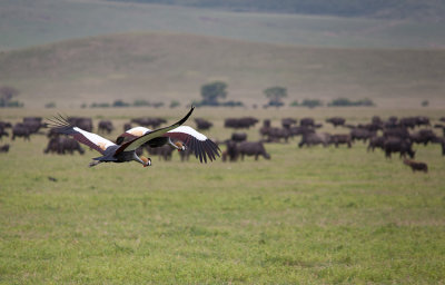 Crowned Cranes in flight