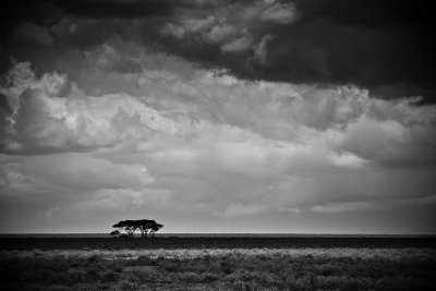 Storms on the Serengeti 