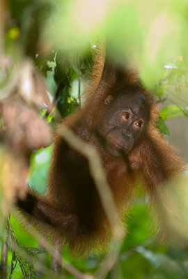 Orangutan