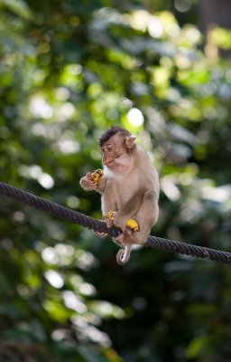 Baby monkey and banana
